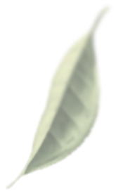 茶葉